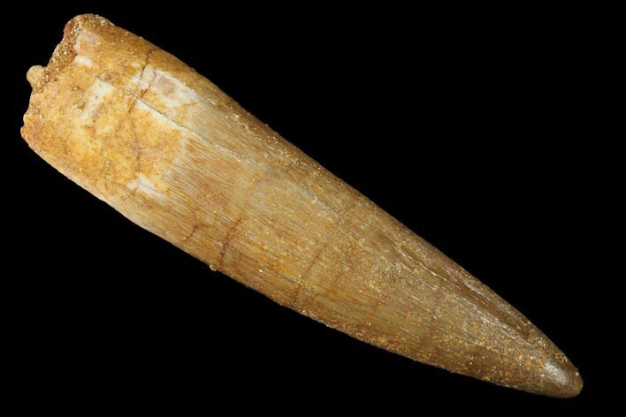 Fossil Plesiosaur (Zarafasaura) Tooth - Morocco #166717